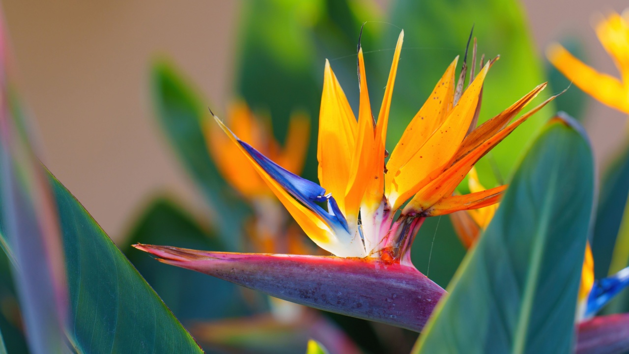 Close-up of Strelitzia reginae displaying bright orange and blue petals against green foliage.