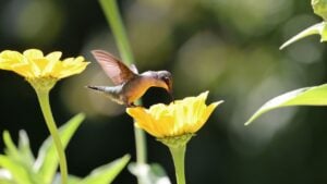 A hummingbird delicately feeds on a vibrant yellow flower in a sunny garden setting.