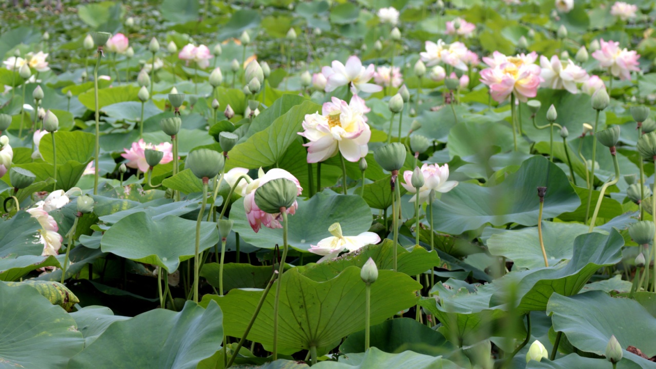 A closeup of Nelumbo nucifera flowers growing with green leaves in a pond
