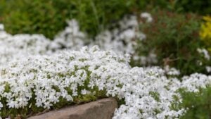Flowering carpet Phlox subulata (creeping phlox, moss phlox) in a modern garden. Groundcover flowering plant Phlox subulata in modern landscaping.