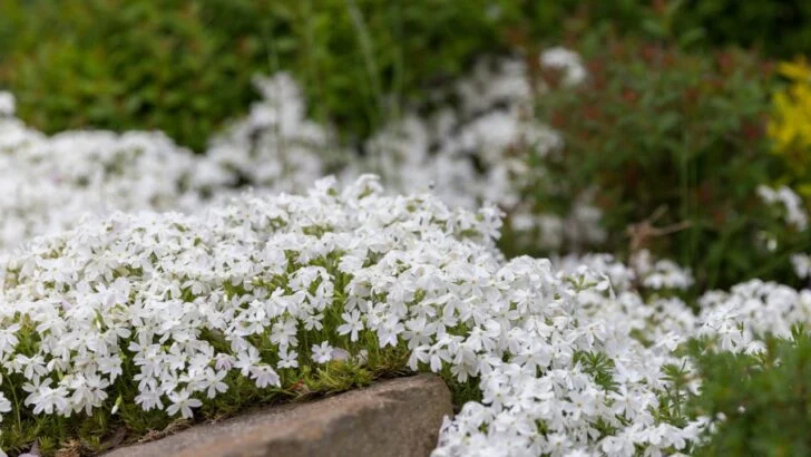 10 Ground Cover Plants Perfect for Slopes to Prevent Erosion