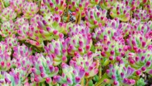 Closeup of beautiful Jelly Bean Plants (Sedum rubrotinctum)