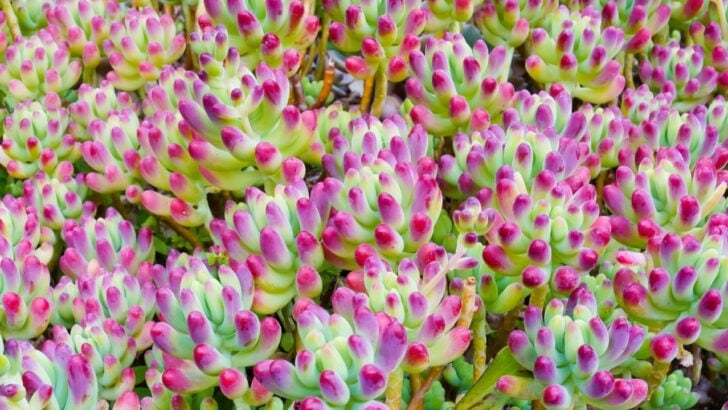 14 Lovely Pink Succulents to Add to Any Home