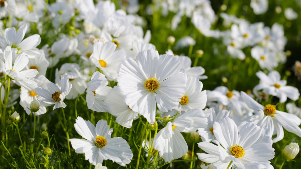 White cosmos flowers in the park