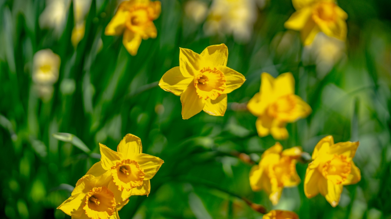 Narcissus flower in bloom. Spring beauty. Narcissus blossoms. Narcissus flowers in a garden. Close-up of a blooming narcissus. Blossoms spring background.