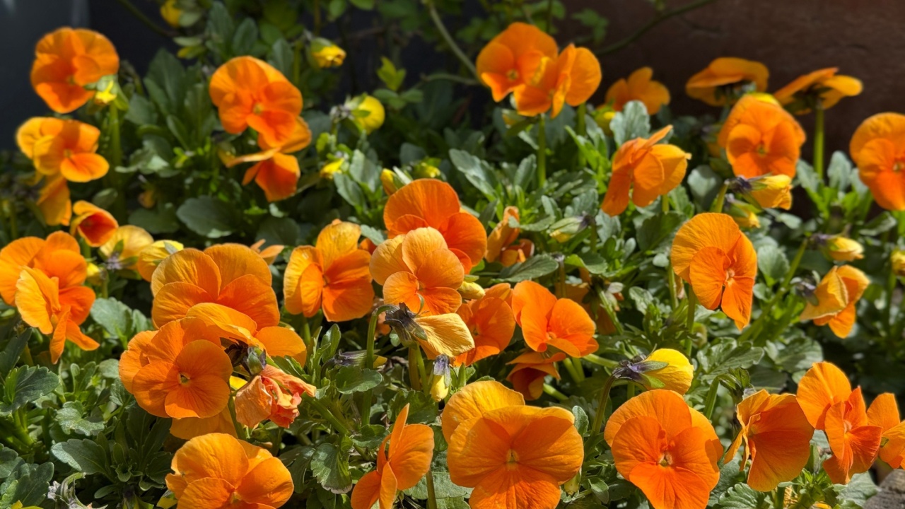 Viola cornuta pansy bright orange flowers.