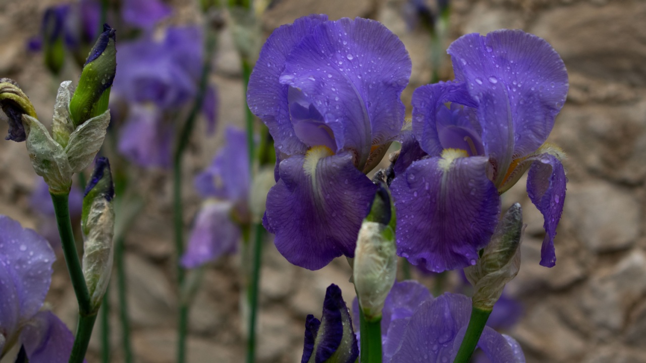 Purple irises (Iris spp.) adorned The delicate petals are detailed with water droplets, enhancing their vibrant color and texture. The irises show different stages of bloom