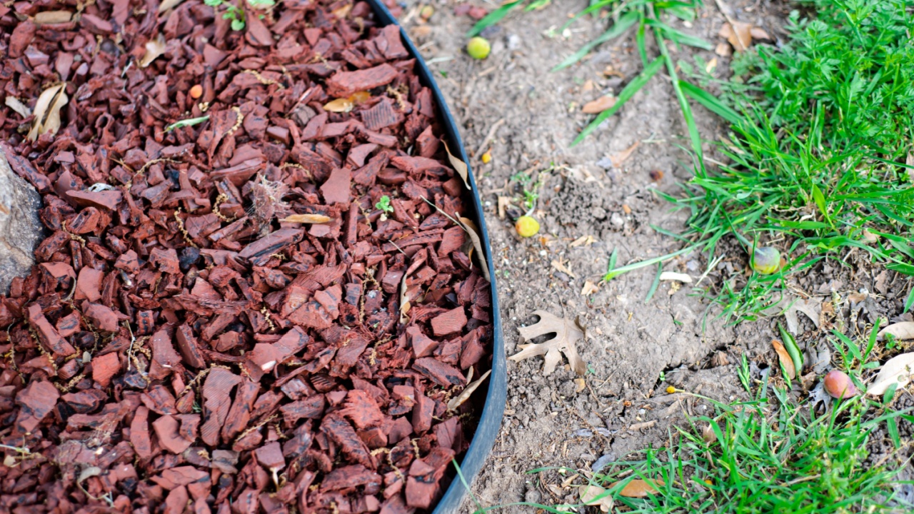Red recycled rubber mulch nuggets retained inside tight circle ring of black plastic landscape edging roll, prevent weed growth and not attract damaging insects as termites or carpenter ants. USA
