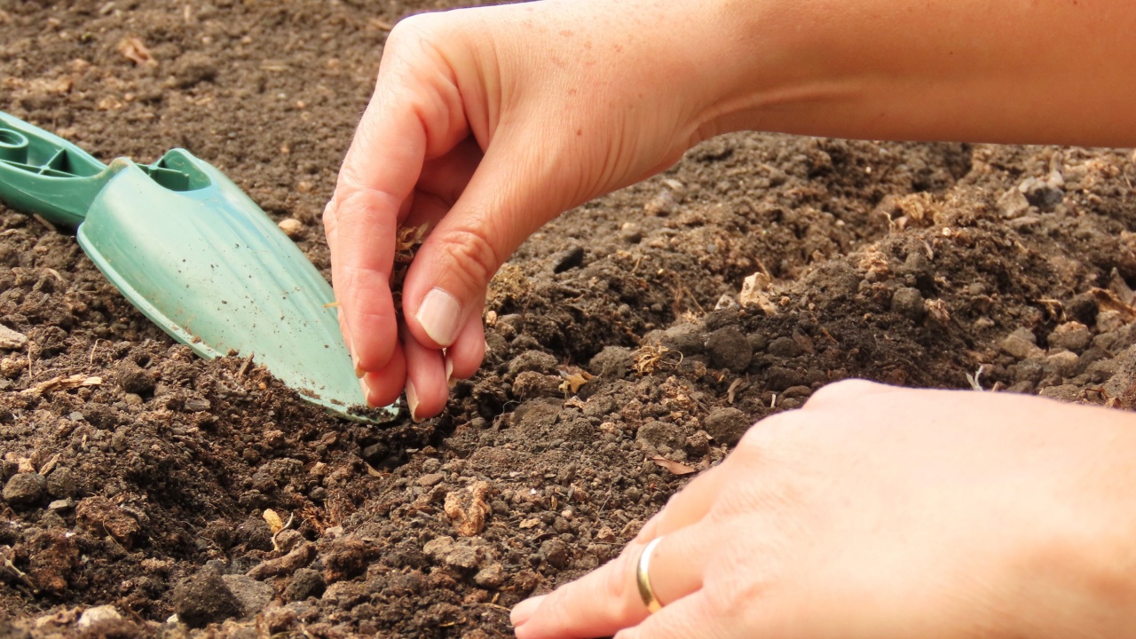 Woman hands holding zinnia seeds over a garden bed full of soil ready to plant. Gardening scene. 