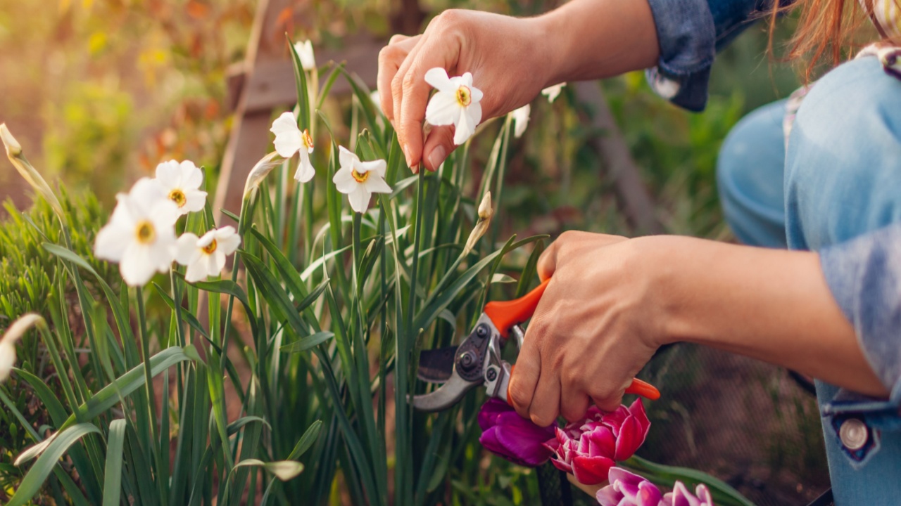 Gardener picking daffodils tulips in spring garden. Woman cuts flowers off with secateurs putting them in basket.