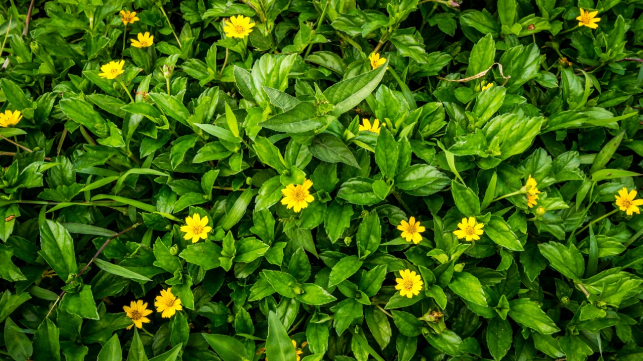 Close-up of Wedelia trilobata, a fast-growing groundcover with bright yellow flowers and shiny green leaves, commonly used for landscaping and erosion control in tropical climates.