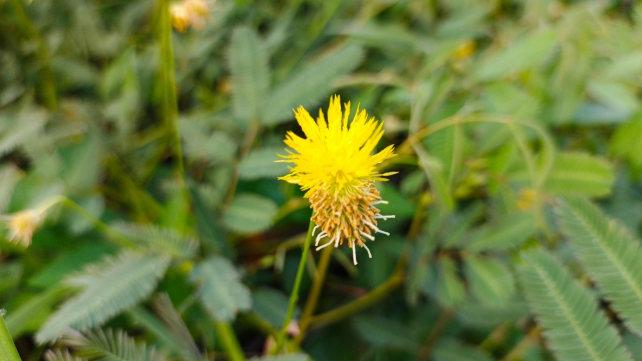 Neptunia oleracea, commonly known in English as water mimosa or sensitive neptunia, is pantropical nitrogen-fixing perennial legume