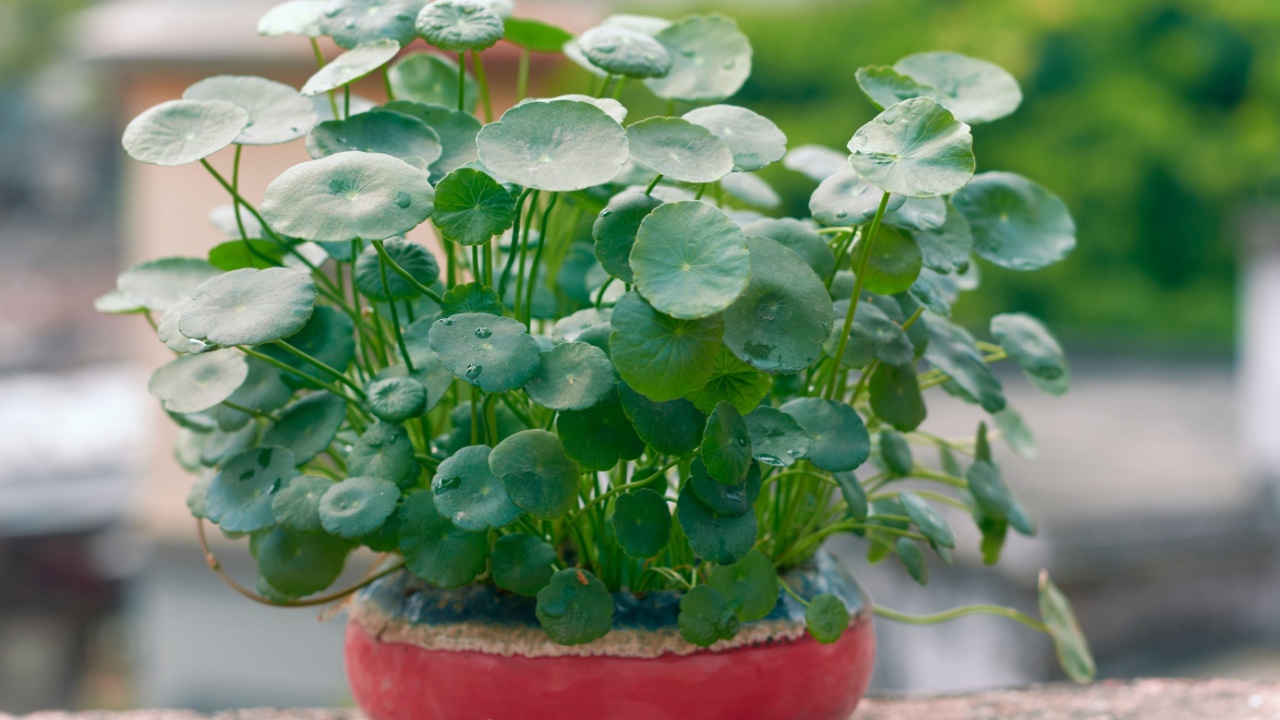 healthy, round shaped green leaves of marsh pennywort (Hydrocotyle vulgaris, dollarweed or copper coin), an aquatic perennial plant that has umbrella-like leaves. A popular low maintenance houseplant.