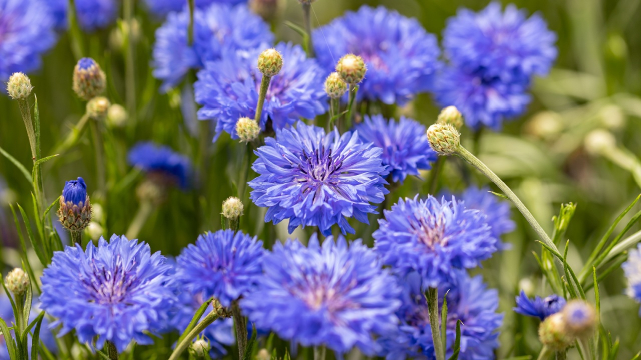 Centaurea cyanus, commonly known as cornflower or bachelor's button. It is an annual flowering plant in the family Asteraceae native to Europe. Close up on the flowers.