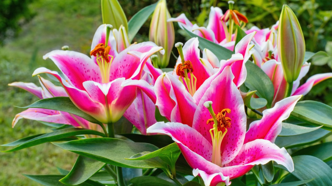 Pink lily in the garden, Lilium orientalis Stargazer hybrid
