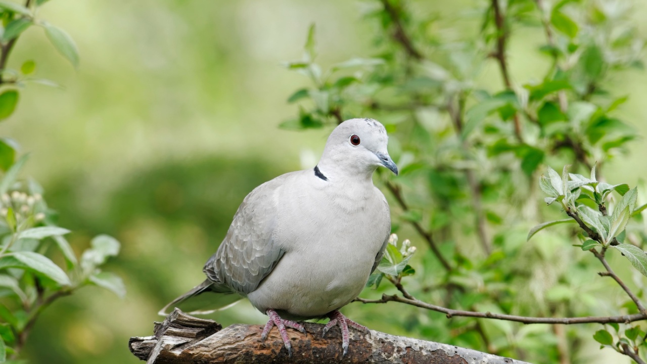 A mourning dove is perched on a small tree branch in Neah Bay, Washington.