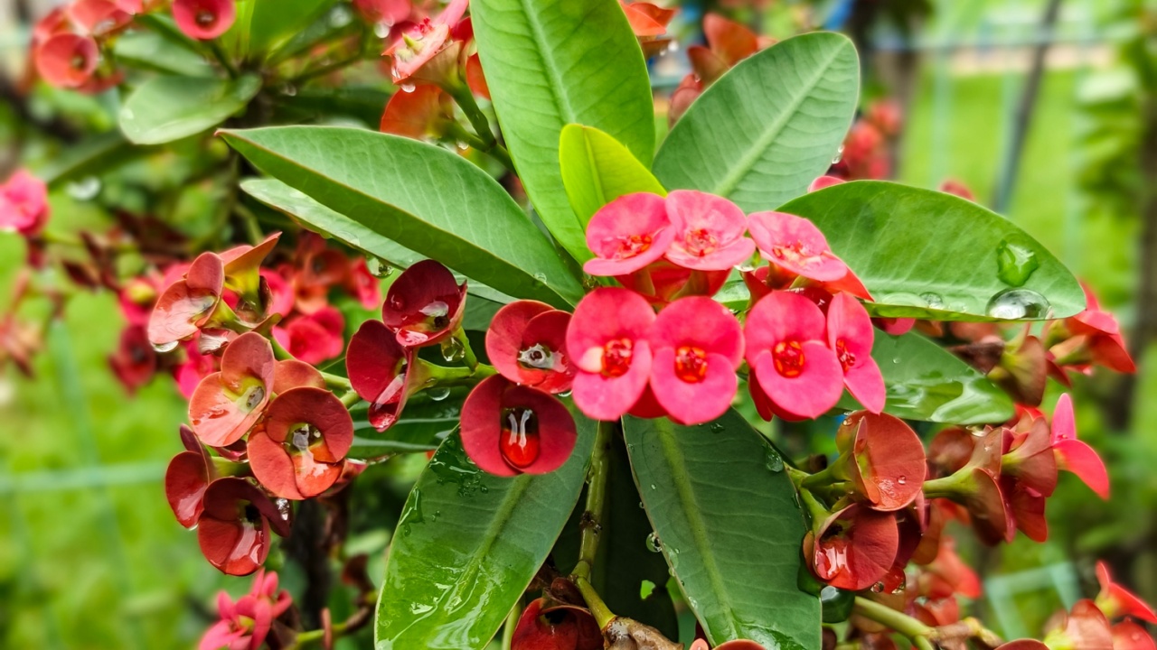 Euphorbia (Euphorbia spp.) with unique flowers and sharp spines, giving an exotic feel to surroundings