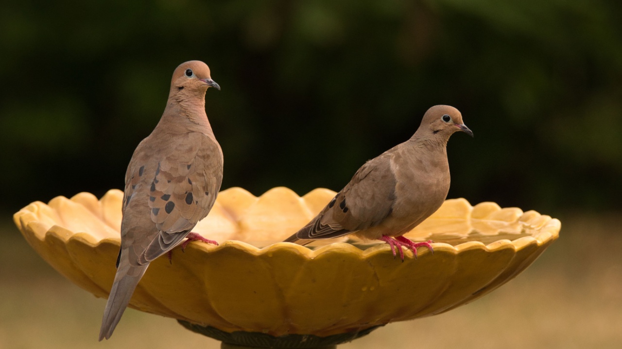 Two mourning doves perched on a sunflower-themed bird bath in Oklahoma
