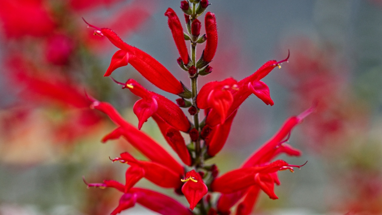 Salvia elegans, a species with several varieties including pineapple sage and tangerine sage, is a perennial shrub native to Mexico.