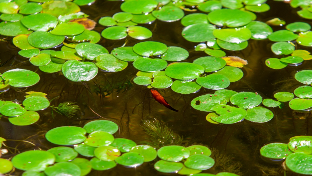 Close-up of Amazon Frogbit (Limnobium laevigatum) floating on water surface, showcasing vibrant green leaves and natural aquatic beauty.