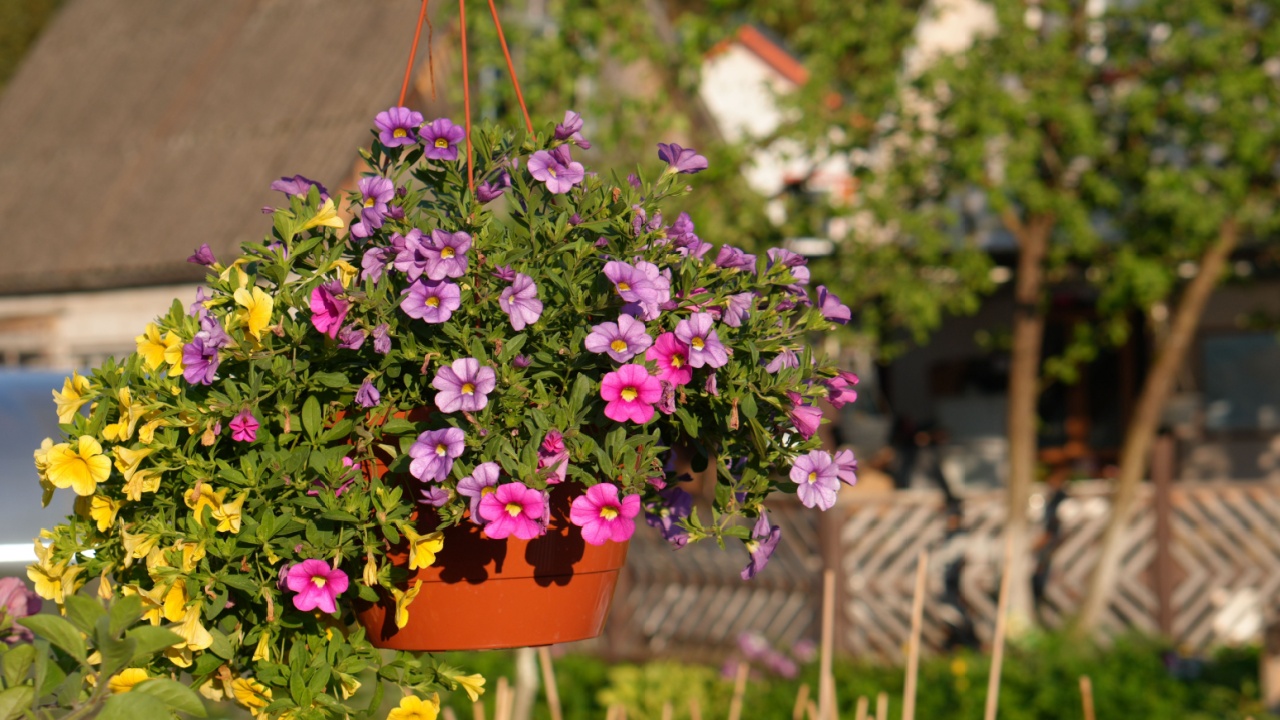 beautiful pansy summer flowers in flowerpots in garden