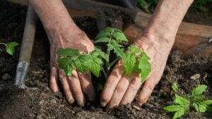 An elderly person planting a tomato seedling in rich, dark soil with care, symbolizing gardening and growth.