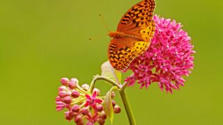 Great Spangled Fritillary Buterfly, Speyeria cybele nectaring on Purple Milkweed, Asclepias purpurascens.