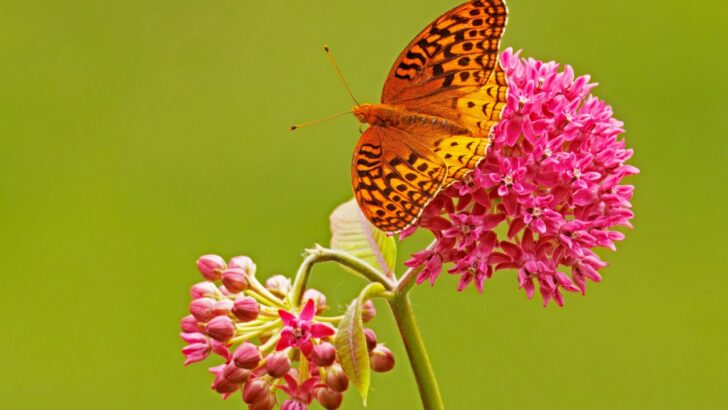 11 Milkweed Varieties Butterflies Absolutely Love 