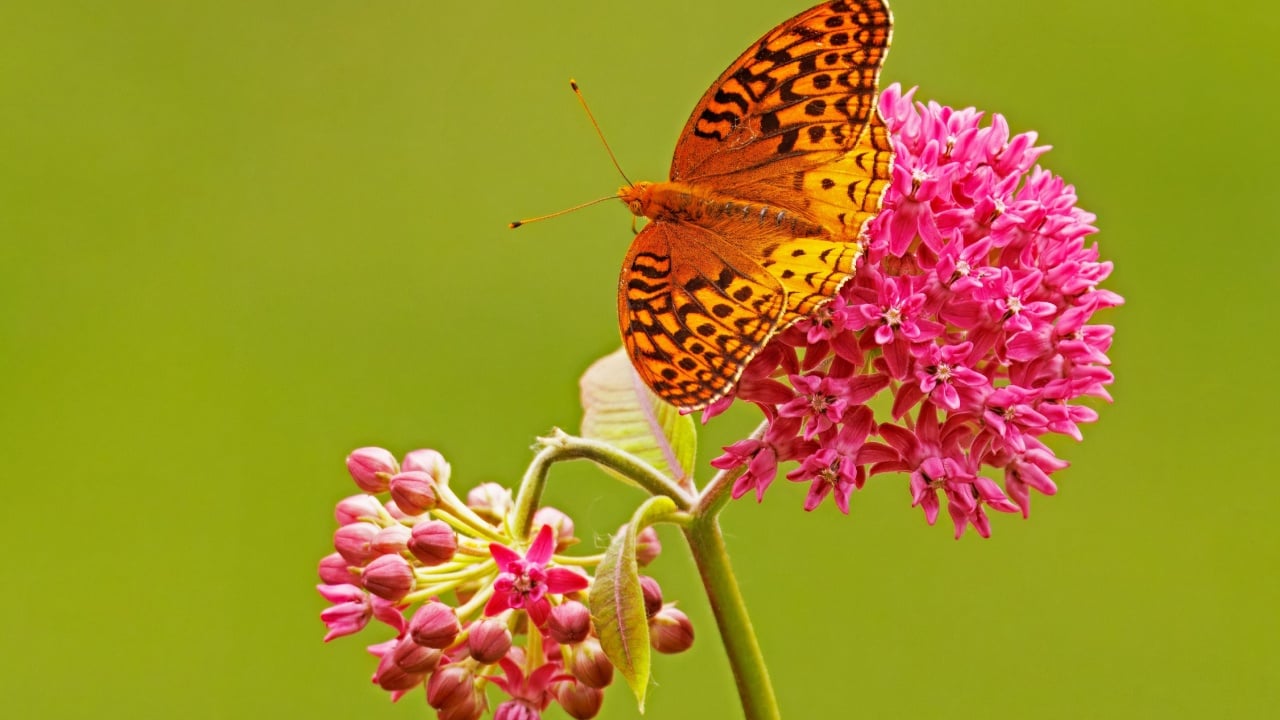 Great Spangled Fritillary Buterfly, Speyeria cybele nectaring on Purple Milkweed, Asclepias purpurascens.