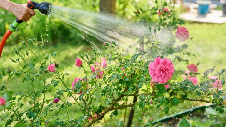 Close up of hose watering rose flower bed in backyard