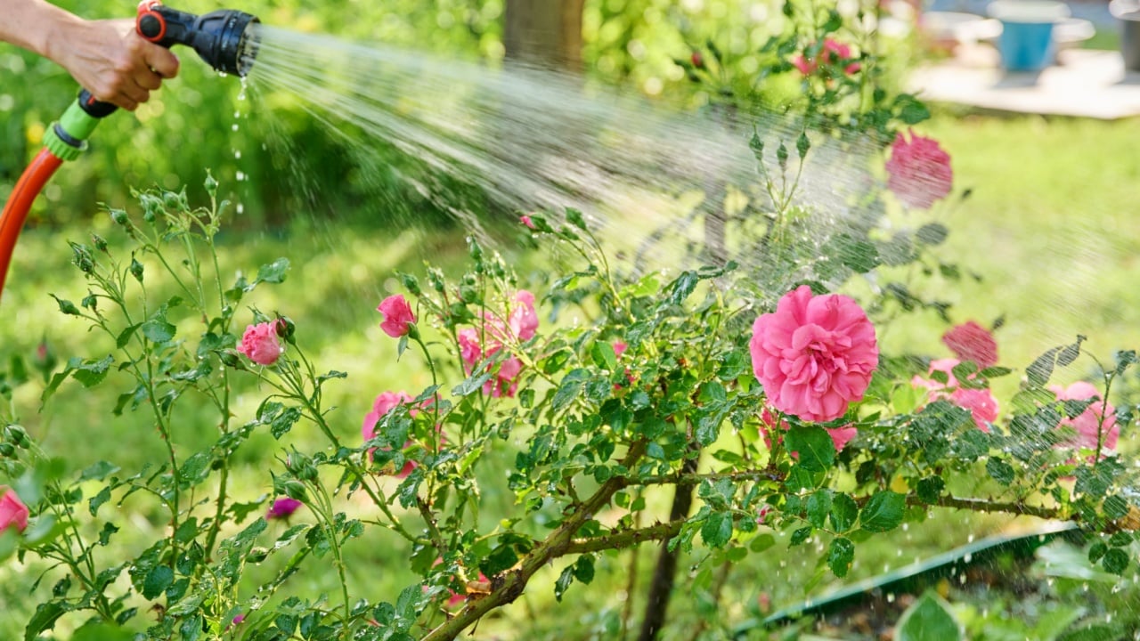 Close up of hose watering rose flower bed in backyard