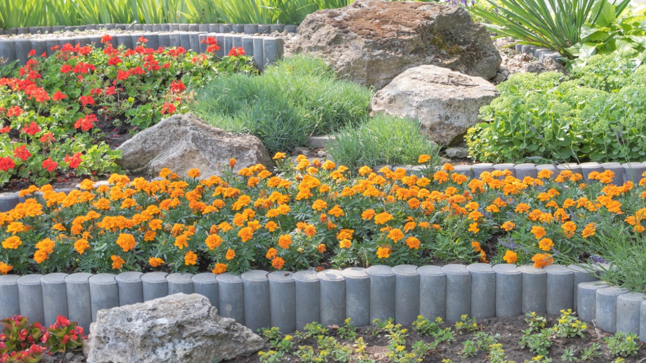 Beautiful flower bed in the city park, with gray concrete tubes and rocks of different sizes around it, surrounded by red marigolds.