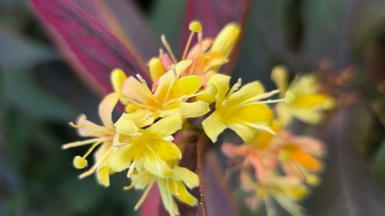 Diervilla sessilifolia, also known as bush honeysuckle