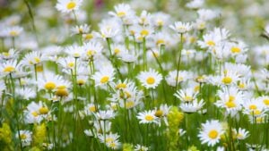 Summer meadow with marguerite daisy