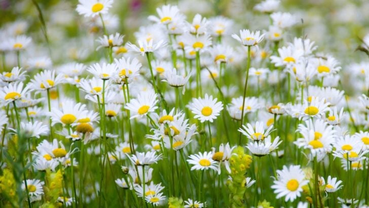28 Daisies That&rsquo;ll Look Great in Your Garden