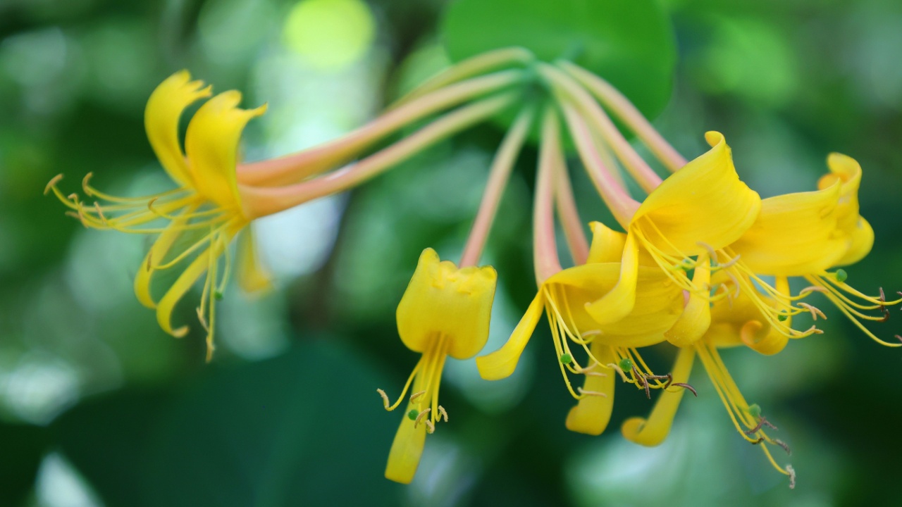 Lonicera sempervirens, coral honeysuckle, trumpet honeysuckle or scarlet honeysuckle is a flowering plant species of honeysuckle vine native to the eastern US which is known for its reddish flowers