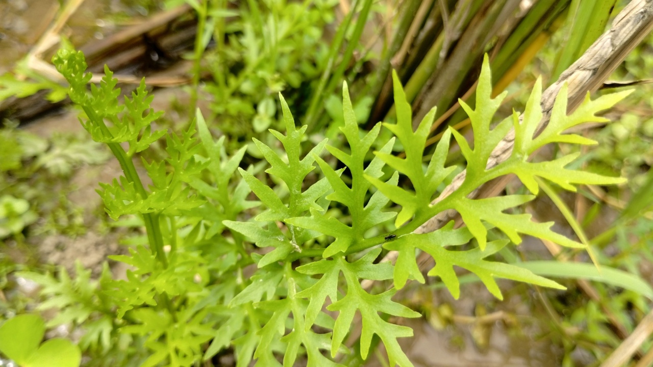 Ceratopteris thalictroides, commonly known as Water Sprite or Indian Fern. 