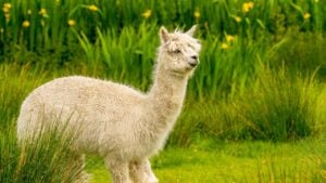 Creamy colour alpaca standing in the meadow surrounded by hills and trees