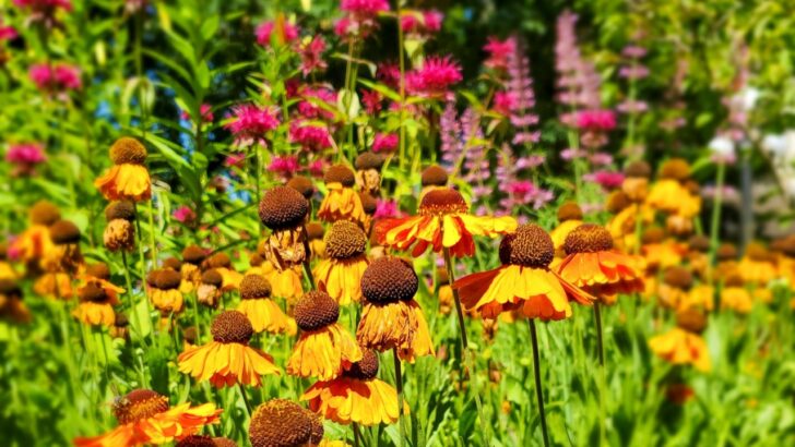 31 Full-Sun Perennials That Get Bigger and Better Each Season 