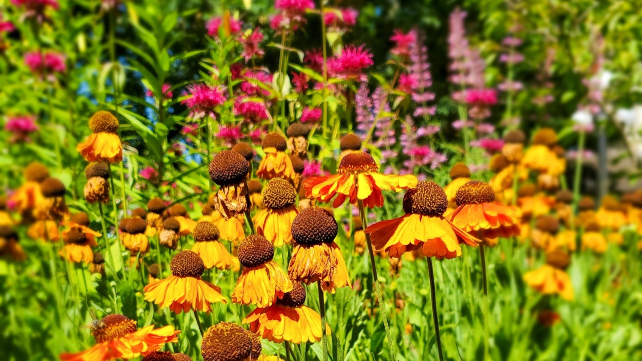 Sneezeweed - Hummingbird Mint - Wild Bergamot
