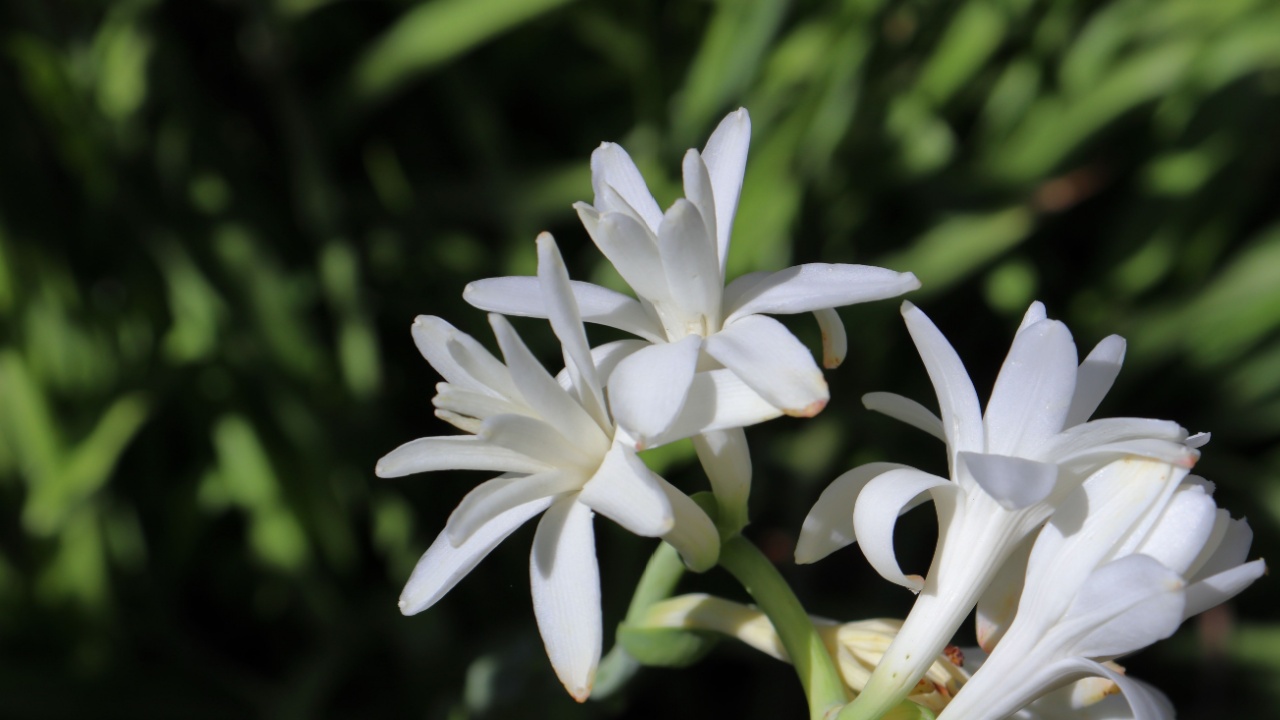 Tuberose | Agave amica white blossoms. Beautiful flowers with natural green background. Outdoor macro image of an ornamental plant in bloom.
