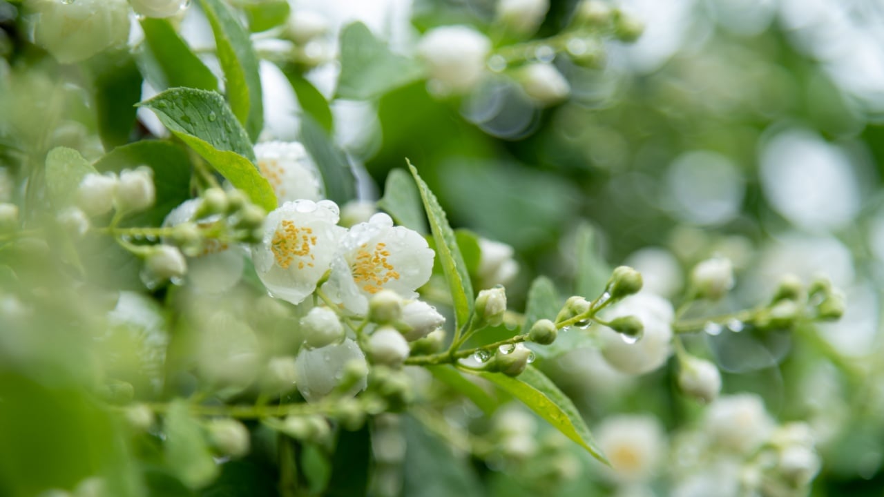 Close-up view of white Philadelphus coronarius (sweet mock orange or English dogwood) flowers covered with small rain drops in a summer day. Beauty in nature. Soft focus. Gardening theme.