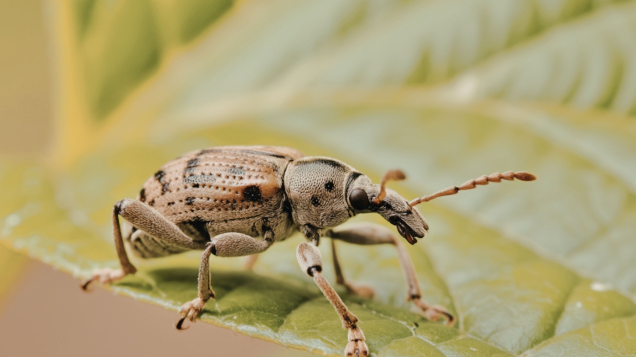 A macro photograph showcases a brown weevil insect with distinctive markings, perched on a vibrant green leaf. The image highlights intricate details of the weevil's body and antennae.