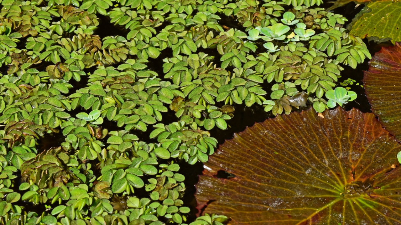 Water plants in the pond (Salvinia auriculata), Rio de Janeiro, Brazil
