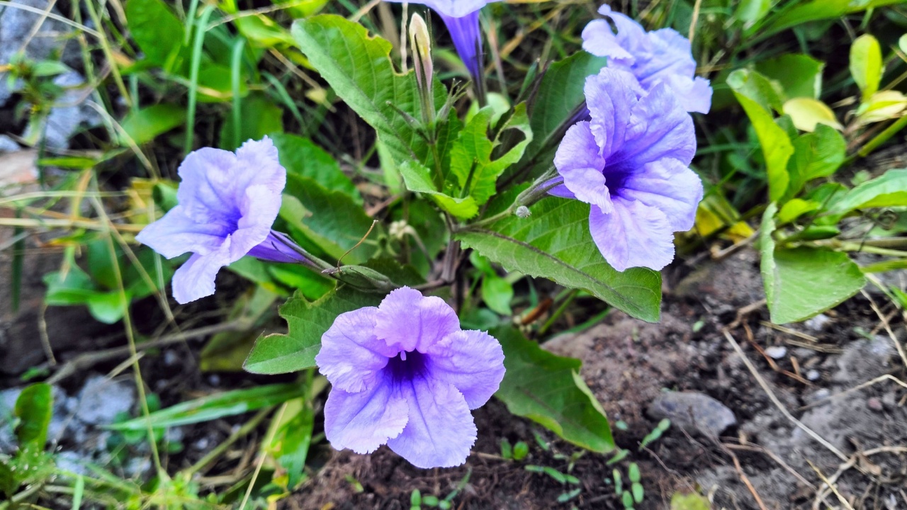 Violet wild petunia or Ruellia humilis (Kencana Ungu) blooming amidst lush green foliage.
