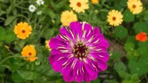 A close-up of a vibrant pink zinnia flower, rising above other flowers against a blurred background. The garden is dotted with yellow and orange flowers, creating a rich, colorful composition.