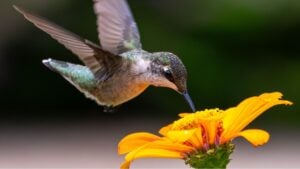 Closeup of a female ruby-throated hummingbird drinking from a bright orange flower.
