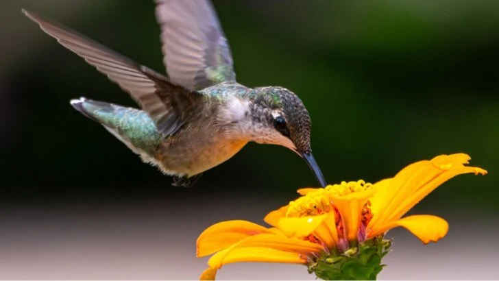 16 Container Plants That Hummingbirds Love