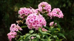 A cluster of beautiful, bright pink Phlox paniculata (Garden Phlox) flowers in full bloom, surrounded by green foliage in a garden setting on a sunny summer day.