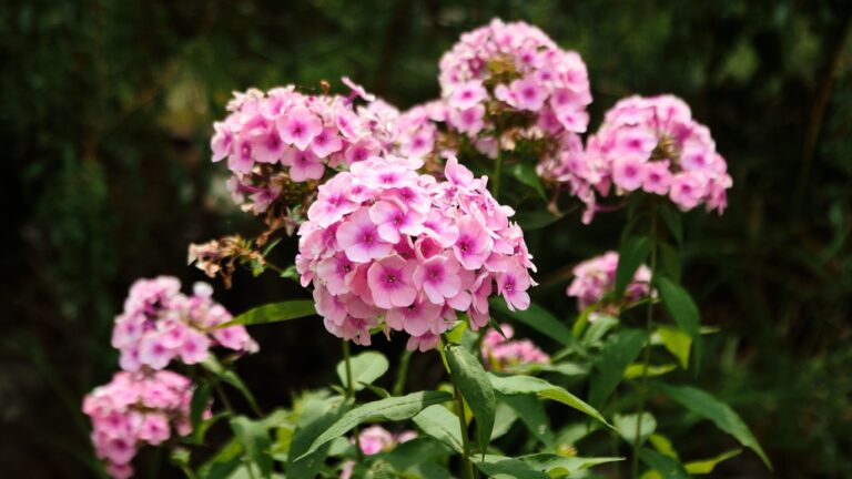 A cluster of beautiful, bright pink Phlox paniculata (Garden Phlox) flowers in full bloom, surrounded by green foliage in a garden setting on a sunny summer day.